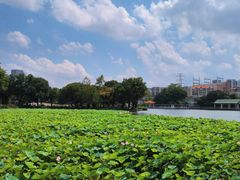-荔湾湖公园