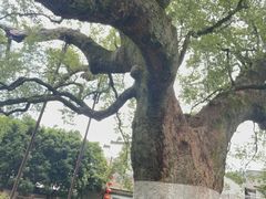 -新安江山水画廊风景区