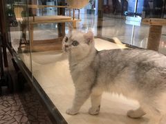 -momokira米努特·德文卷毛猫·棉花面纱犬