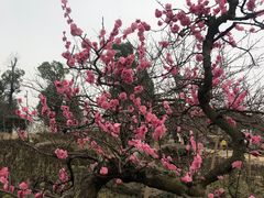 -秀丽东方