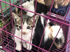 -青石桥花鸟鱼虫市场(叠翠城店)