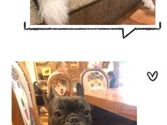 -more than meow吴止猫主题餐厅(承德 中船汇店)