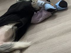 -德元·美联众合24小时动物医院(总院)