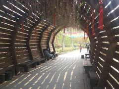 -合肥滨湖国家森林公园