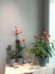 -卡莫瑜伽·普拉提