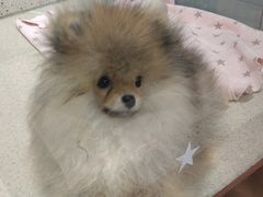 -PET WISH宠物愿望(BFC外滩金融中心店)