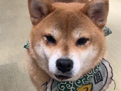 -逗柴咖啡屋·狗咖猫咖宠物桌游