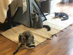 -猫友咖啡店(玉林西路店)