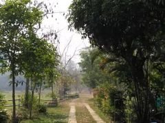 -大树秋千