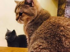 -猫色咖啡·猫咖
