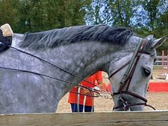 -北京群众马术培训基地