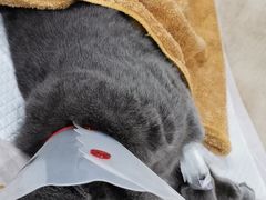 -宠爱国际动物医院· 猫科· 外科·中兽医(长白店)