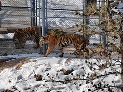 -青藏高原野生动物园