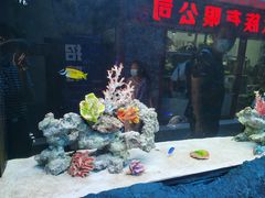 -大自然花鸟鱼虫市场