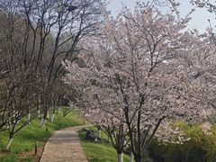 -羊山湖公园