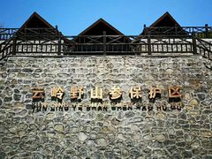 -云岭野山参风景区