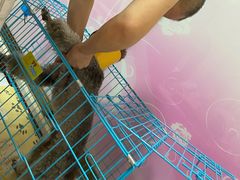 -圣宠动物医院·犬猫专科·影像中心·外科中心