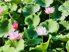 -莲花池公园