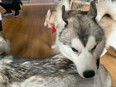 -Husky Go! 哈士奇体验馆·宠物咖啡厅狗咖