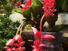 -双季花艺园艺市场(浦东店)