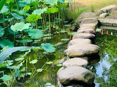 -陈家山荷花公园
