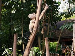 -广州长隆野生动物世界