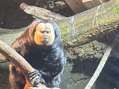 -ZOO COFFEE动物园咖啡(红山森林动物园店)