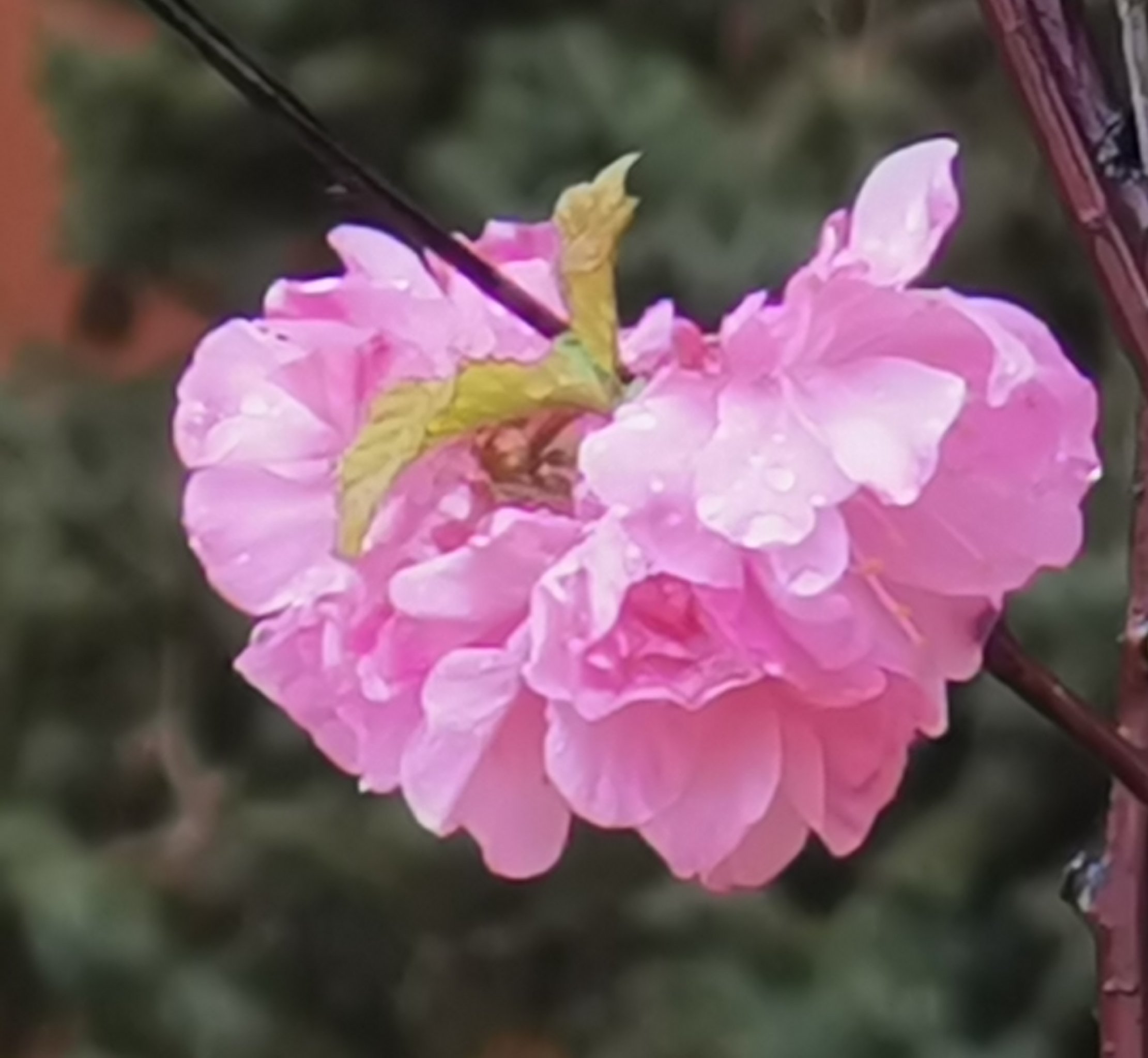 雨中海棠