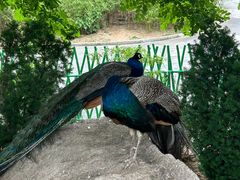 -西霞口神雕山野生动物世界