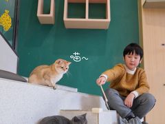-飞行喵MR PILOT|猫舍·猫咖(静安大融城店)