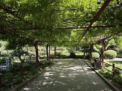 -嘉定紫藤园