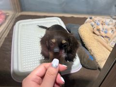 -鸟贵族(天王寺北口店)