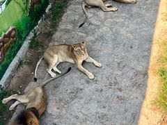 -西霞口神雕山野生动物世界
