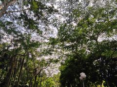 -深圳龙潭公园