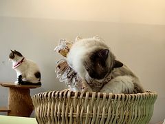 -怪兽屋·羊驼·猫咖·狗咖(俊华广场店)