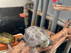-灵龟之家百象馆(百象馆联合旗舰店)