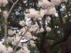 -高东镇樱花园