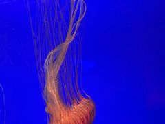 -上海海洋水族馆