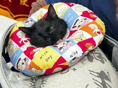 -瑞派宠物医院·犬猫全科·猫友好(宾水西道店)