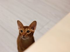 -babydoll猫舍·米努特·德文·缅因(久光中心店)