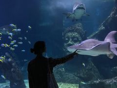 -暹罗海洋世界