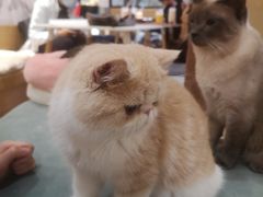 -滚猫咖啡·猫咖·猫友好撸猫(未来城店)