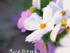 -花开海上生态园