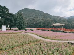 -广州市石门国家森林公园