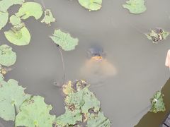 -大湾区中央湿地公园