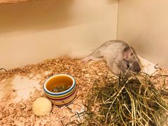 -龙猫仔乐园(惠福东路店)