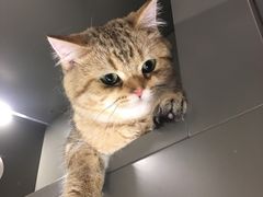 -猫大福·Fortune Cat猫舍(百子湾店)