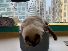 -猫在这儿猫咪咖啡馆·撸猫馆
