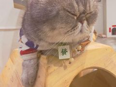 -楼上猫咖(罗湖店)
