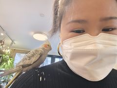 -吉丁鸟咖·异宠·寄养